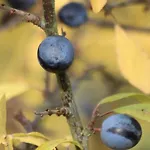 Dürbaum *