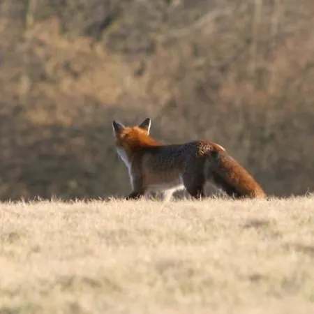 شقة Duerbaum شليدن