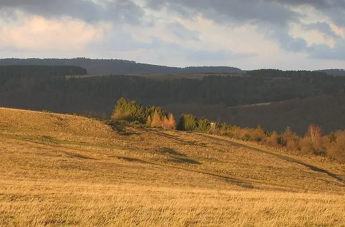 Duerbaum * Schleiden