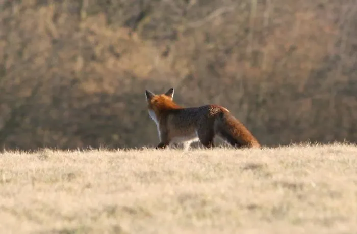 شقة Duerbaum شليدن